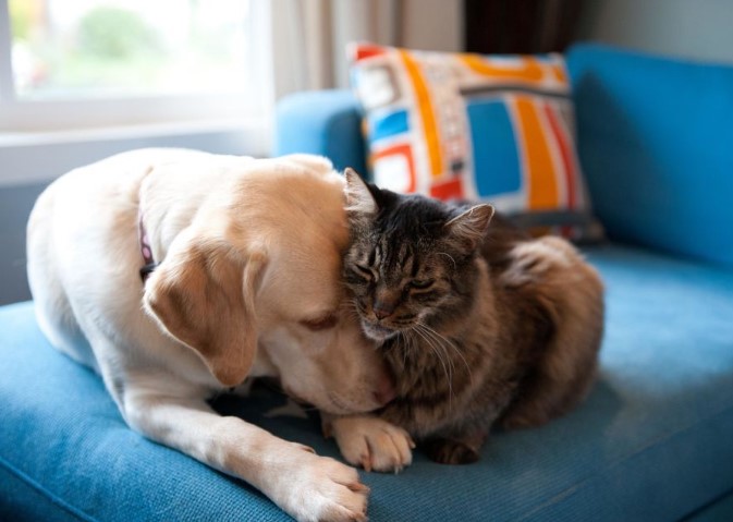 Γάτα και σκύλος κατοικίδια σε καναπέ με μαξιλάρι