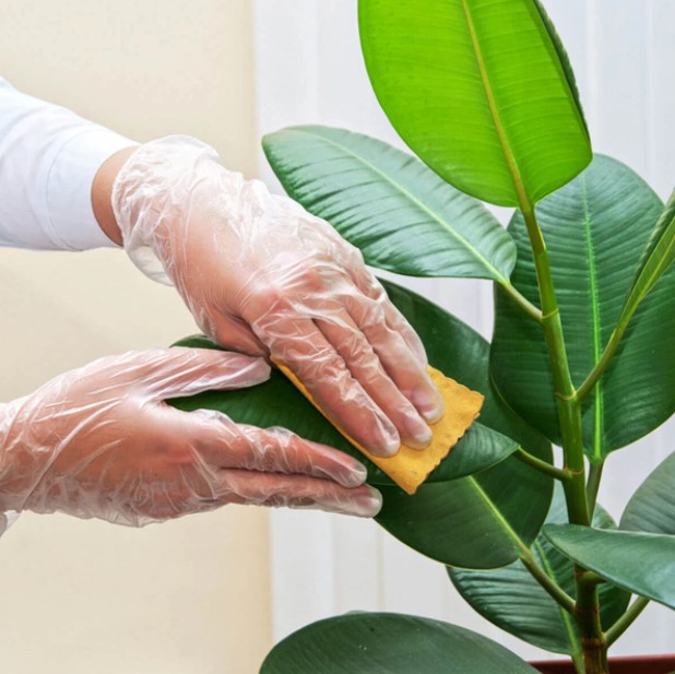 χέρι σκουπίζει φύλλα φυτού