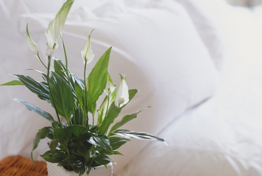 σπαθίφυλλο άσπρα άνθη φυτά κοιμάσαι καλύτερα