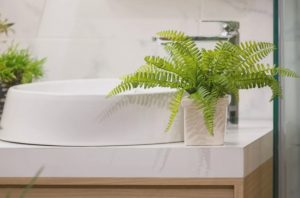 φτερη φυτο εντυπωσιακά φυτά για το μπάνιο σου