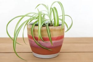 χλωροφυτο φυτο αραχνη εντυπωσιακά φυτά για το μπάνιο σου