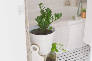 ζαμια εντυπωσιακά φυτά για το μπάνιο