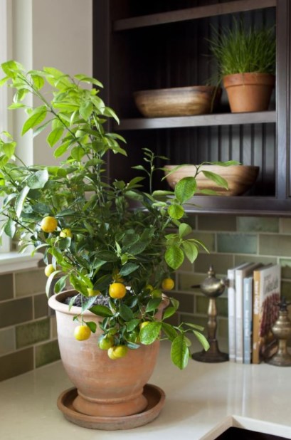λεμονιά γλάστρα φυτά κουζίνα