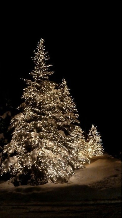 Φωτισμένο χριστουγεννιάτικο δέντρο σε αυλή